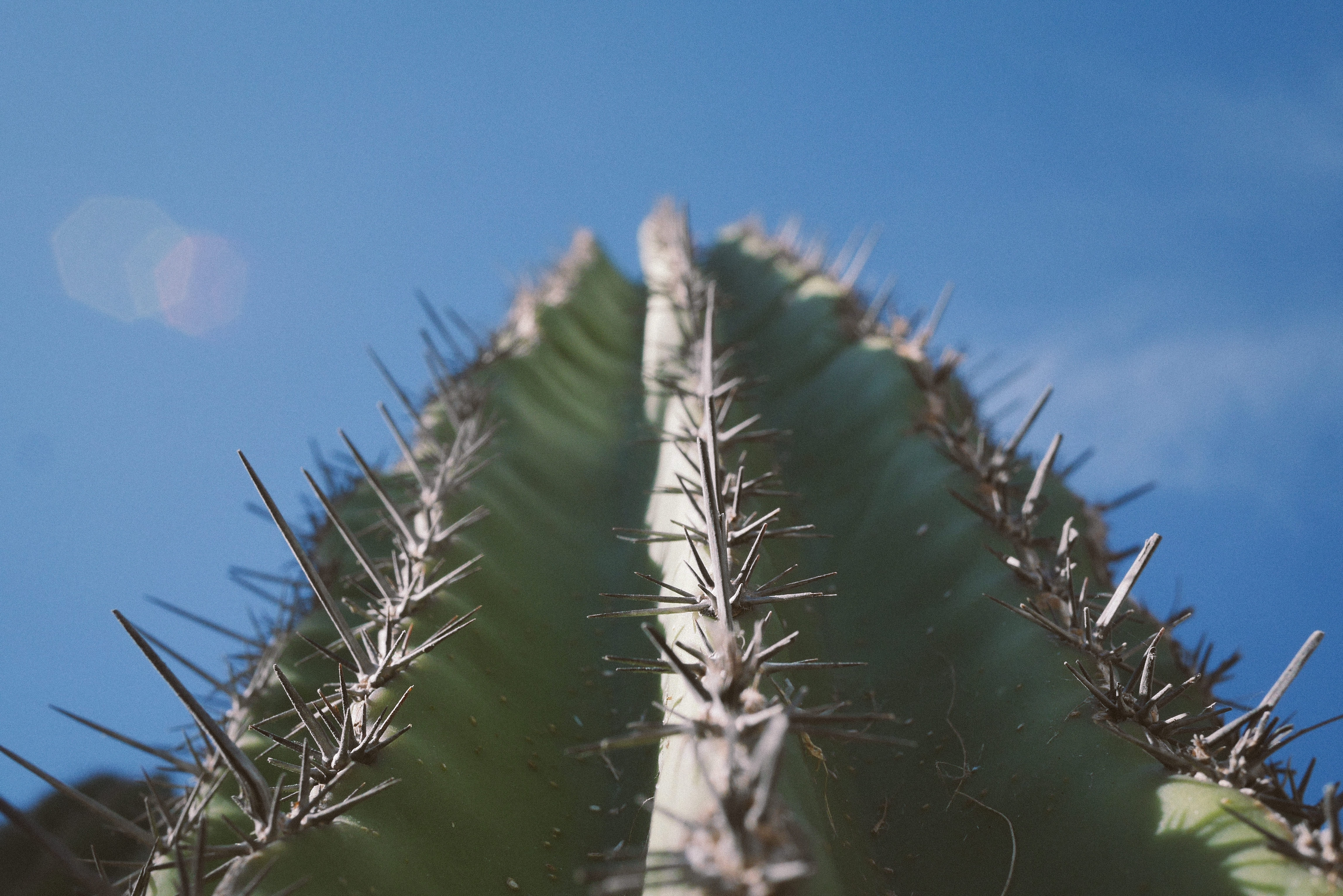 Mexico Cactus