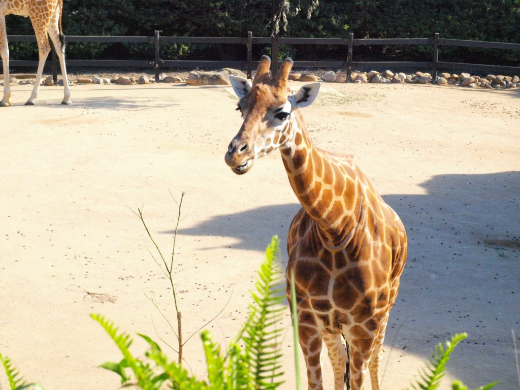 Giraffe Taronga Zoo